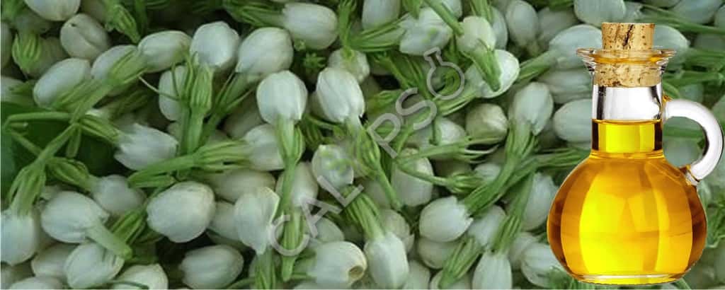 Pure Jasmine Sambac Absolute Aceite
